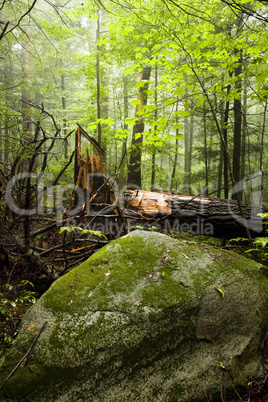 Hemlock Forest, Great Smoky Mtns