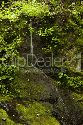 Tiny Water Falls, Great Smoky Mtns