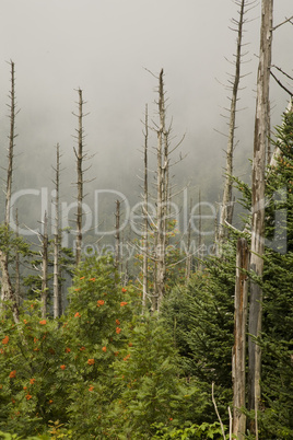 Dead Fraser Firs, Mountain Ash