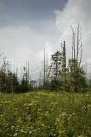 Dead Fraser Firs, Wildflowers