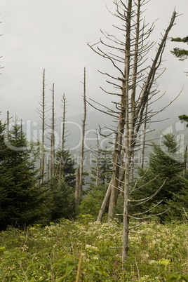 Dead Fraser Firs, Wildflowers