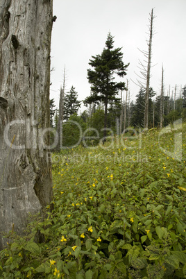 Dead Fraser Firs, Wildflowers