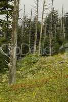 Dead Fraser Firs, Wildflowers