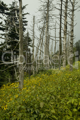 Dead Fraser Firs, Wildflowers