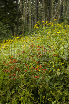 Dead Fraser Firs, Wildflowers