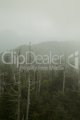 Dead Fraser Firs, Clingmans Dome