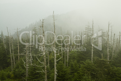 Dead Fraser Firs, Clingmans Dome