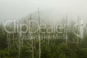 Dead Fraser Firs, Clingmans Dome