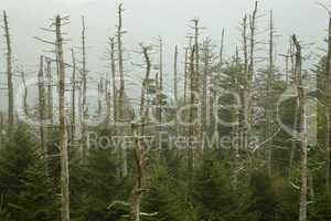 Dead Fraser Firs, Clingmans Dome