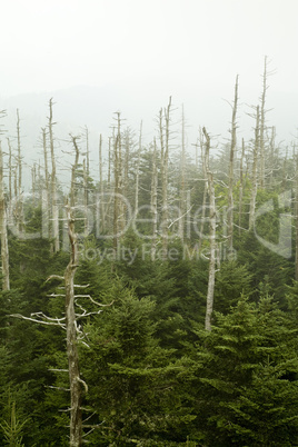 Dead Fraser Firs, Clingmans Dome