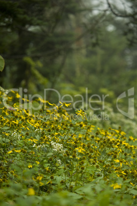 Clingmans Dome area, Smokies