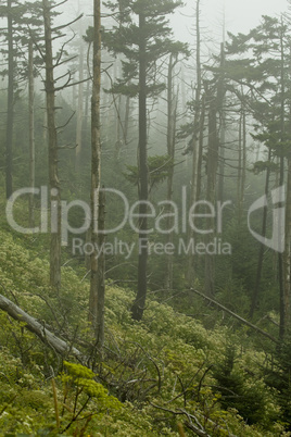 Dead Fraser Firs, Clingmans Dome