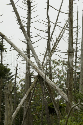 Dead Fraser Firs, Clingmans Dome