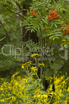 American Mountain-Ash, Wildflowers