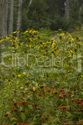 Wildflowers, Clingmans Dome