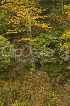 Autumn, Blue Ridge Parkway, NC