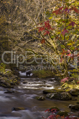 Autumn, Tremont, Smokies NP, TN