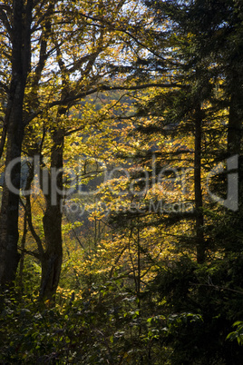 Balsam Mtn Area, Autumn