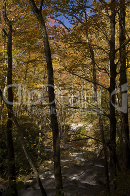 Autumn, Tremont, Smokies NP, TN
