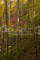 Autumn, Tremont, Smokies NP, TN