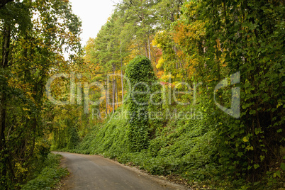 Kudzu, Autumn, Cherokee NF