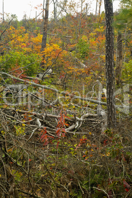 Logging, Autumn, Cherokee NF