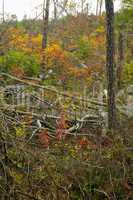Logging, Autumn, Cherokee NF