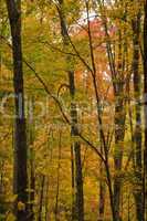 Autumn, Cherokee NF