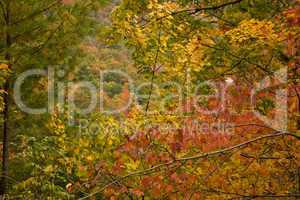 Autumn, Cherokee NF