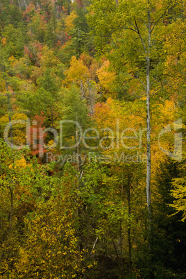 Autumn, Citico Creek, Cherokee NF