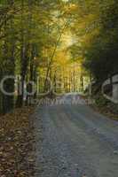 Autumn, Citico Creek, Cherokee NF