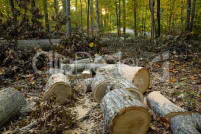 Oak Tree on the Ground