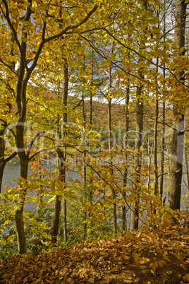 Autumn, Pisgah NF