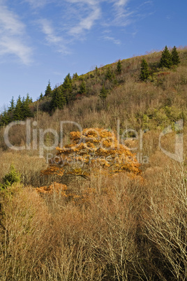 Autumn Images, Pisgah NF