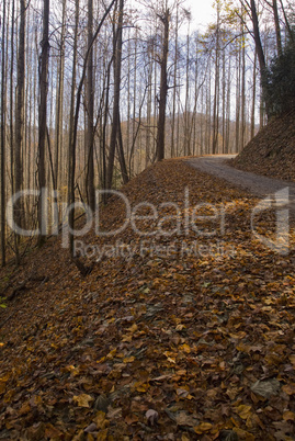 Mountain Road, Autumn, Pisgah NF