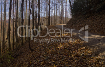 Mountain Road, Autumn, Pisgah NF