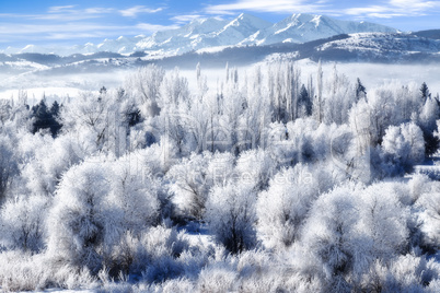 Frosted Trees in Ogden Valley Utah