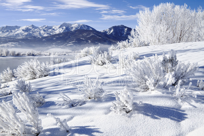 Frosted Trees in Ogden Valley Utah