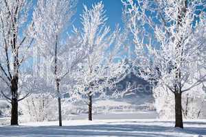 Frosted Trees in Ogden Valley Utah