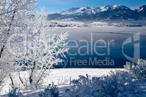 Frosted Trees in Ogden Valley Utah