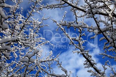 Snowy branches winter seasonal