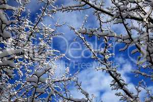 Snowy branches winter seasonal