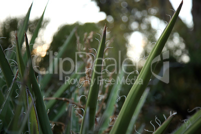 Agave leaf close-up