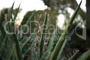 Agave leaf close-up