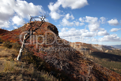 Autumn Colors Mesa Verde Natl Park