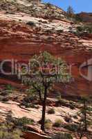 Lone Pine Zion National Park UT