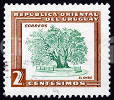 Postage stamp Uruguay 1954 Ombu Tree, Phytolacca Dioica