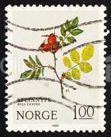 Postage stamp Norway 1980 Dog Rose, Mountain Flower