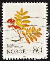 Postage stamp Norway 1980 European Rowan, Mountain Flower
