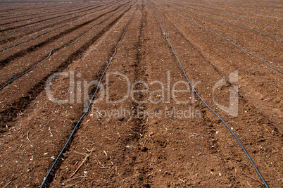 Plowed field